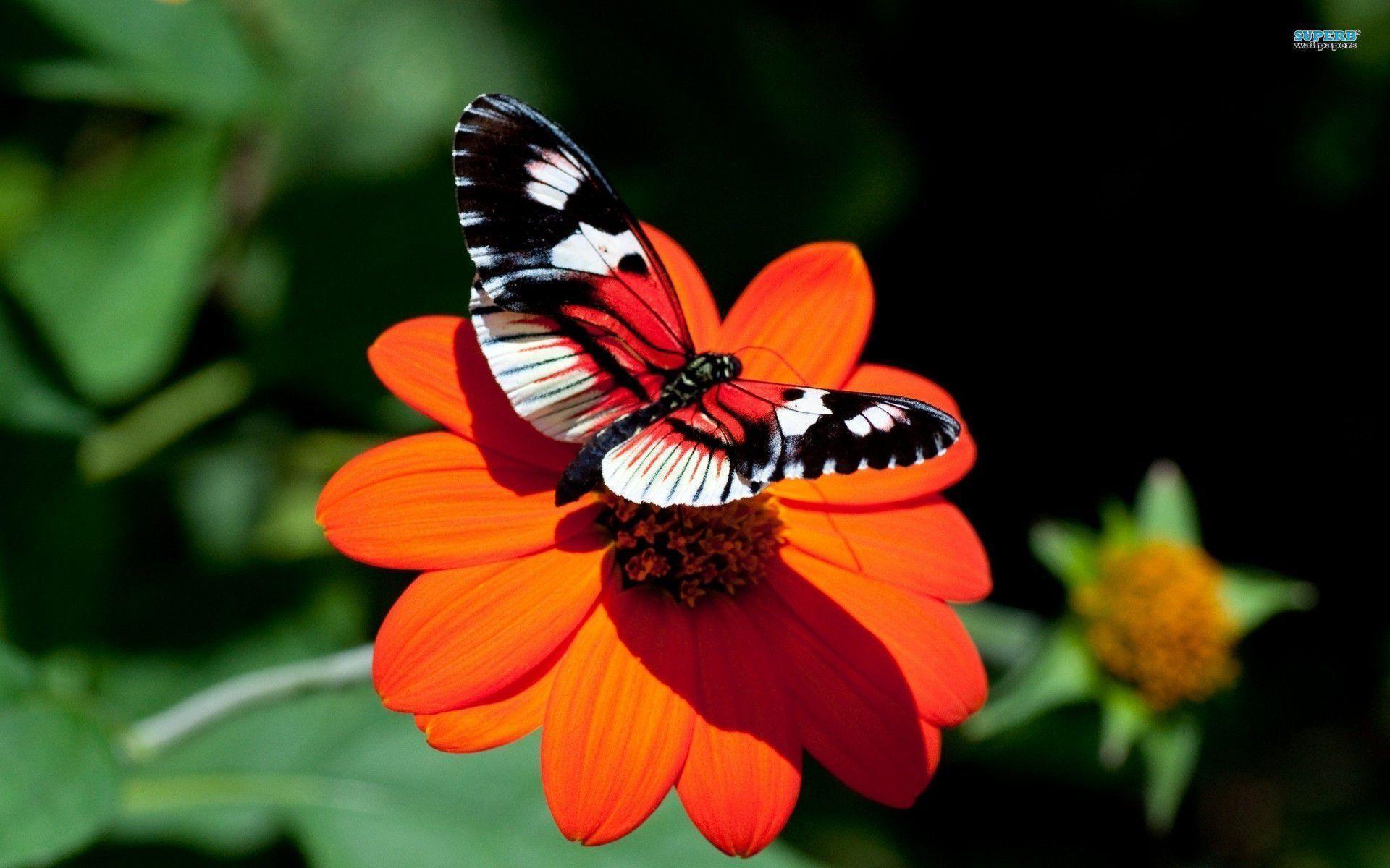 Cool Butterfly Computer Background. Animal HD Wallpaper