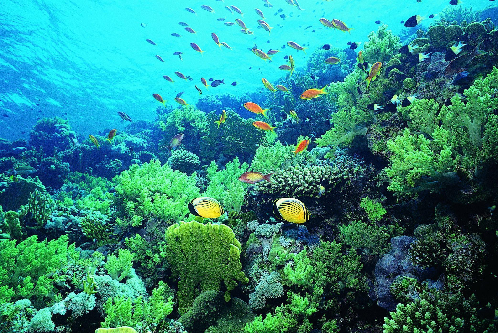 Green Coral Reef Under Water, Under Water Wallpaper, HD phone