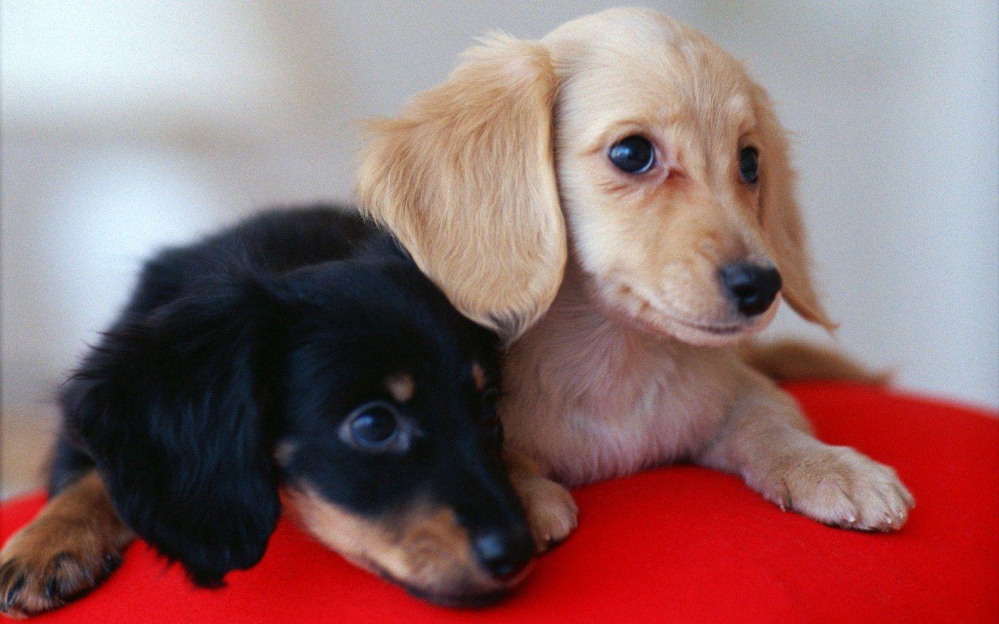 Dachshund Wallpapers - Wallpaper Cave