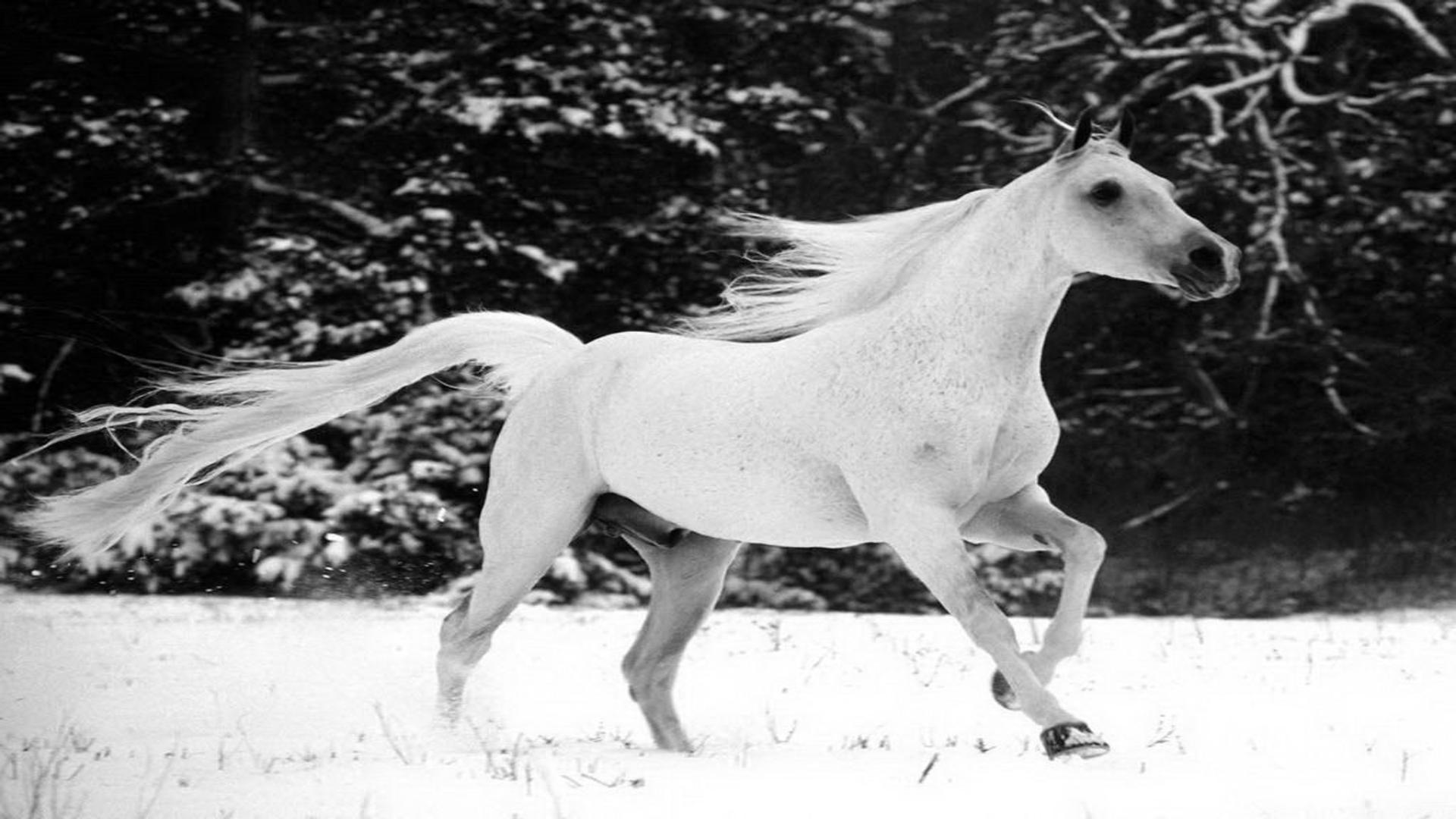 White horse running trough snow animal wild free desktop