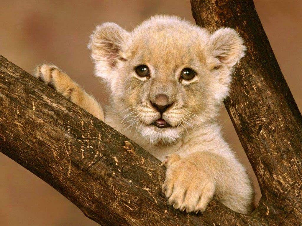 Lion cubs Wallpaper