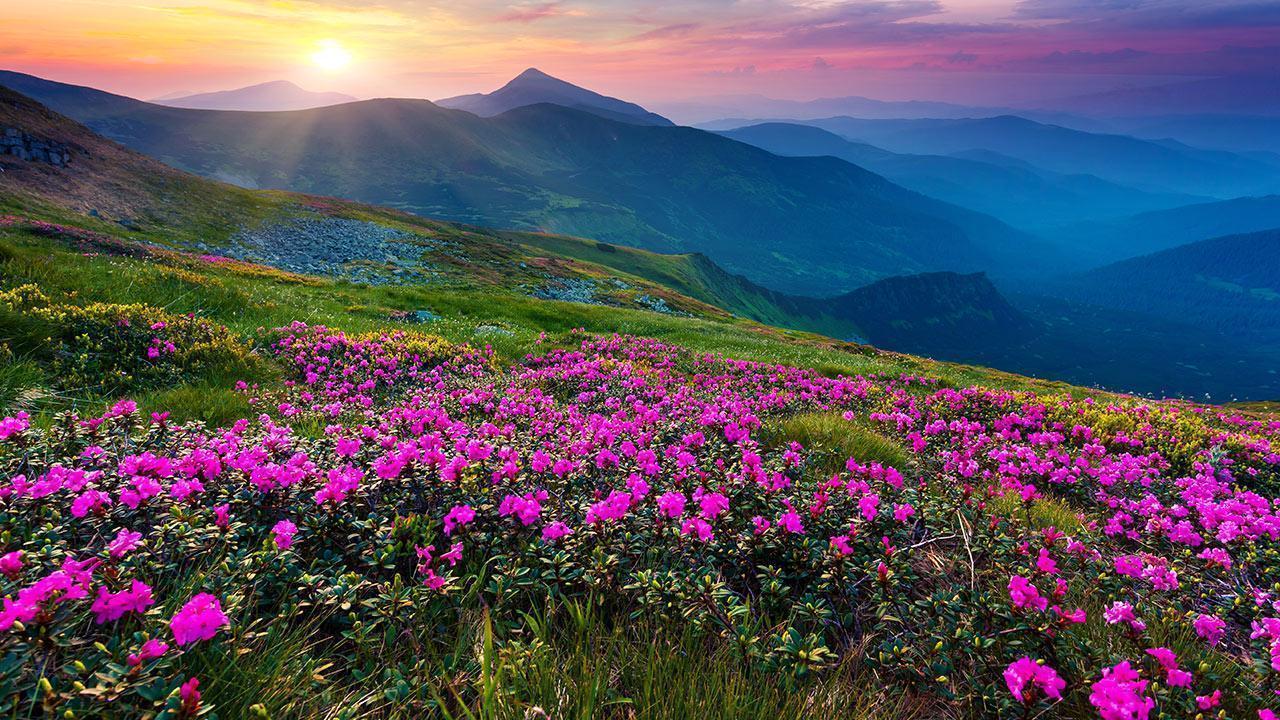 Mountain Flower Live Wallpaper Apps on Google Play