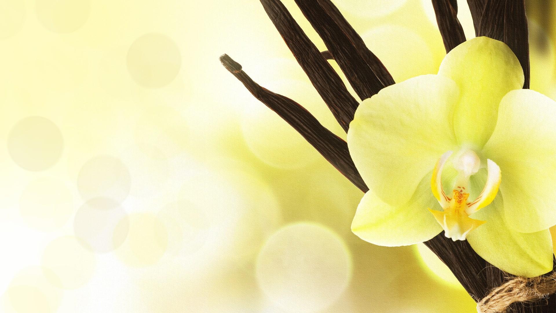 image For > Yellow Orchid Wallpaper