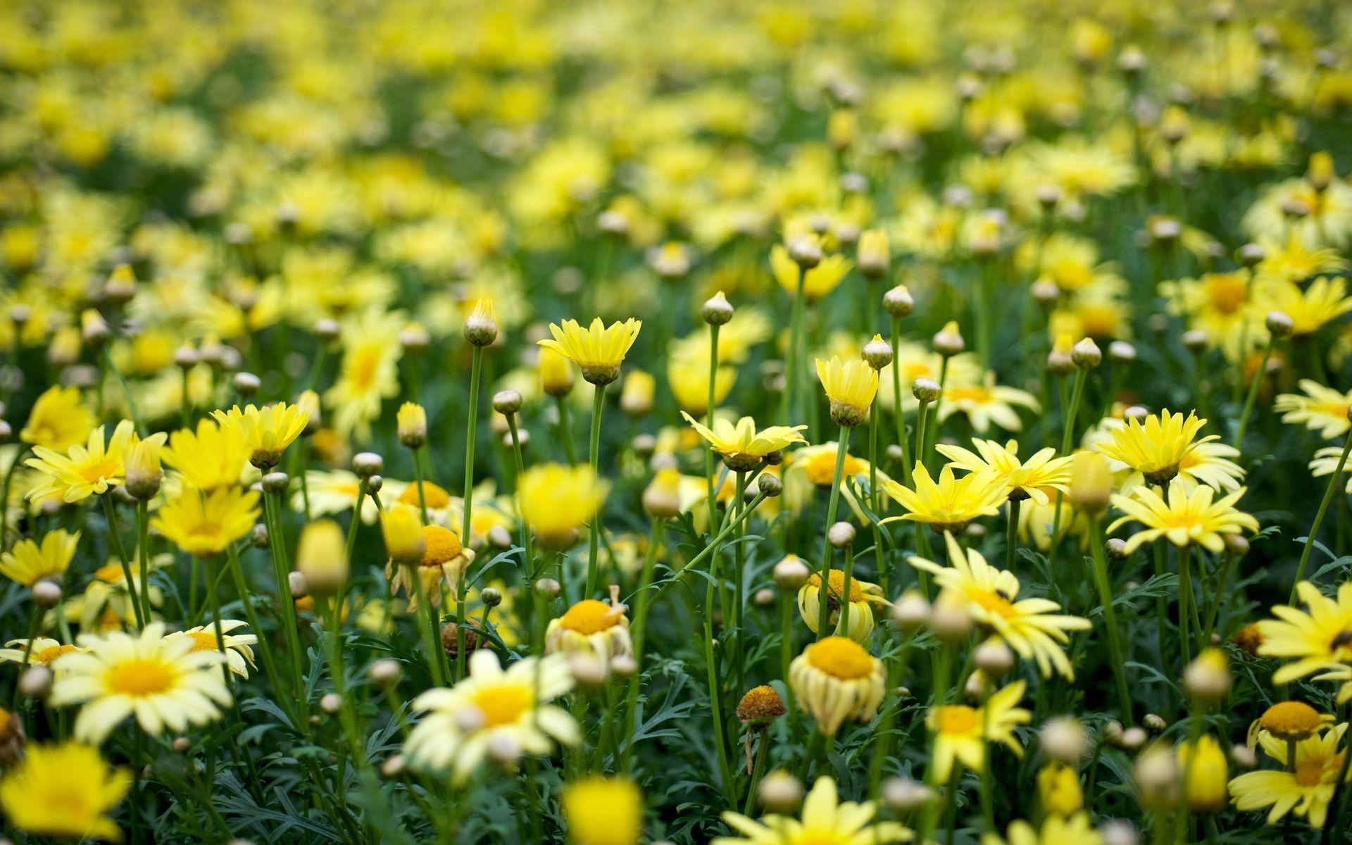 AmazingPict.com. Yellow Flowers Image