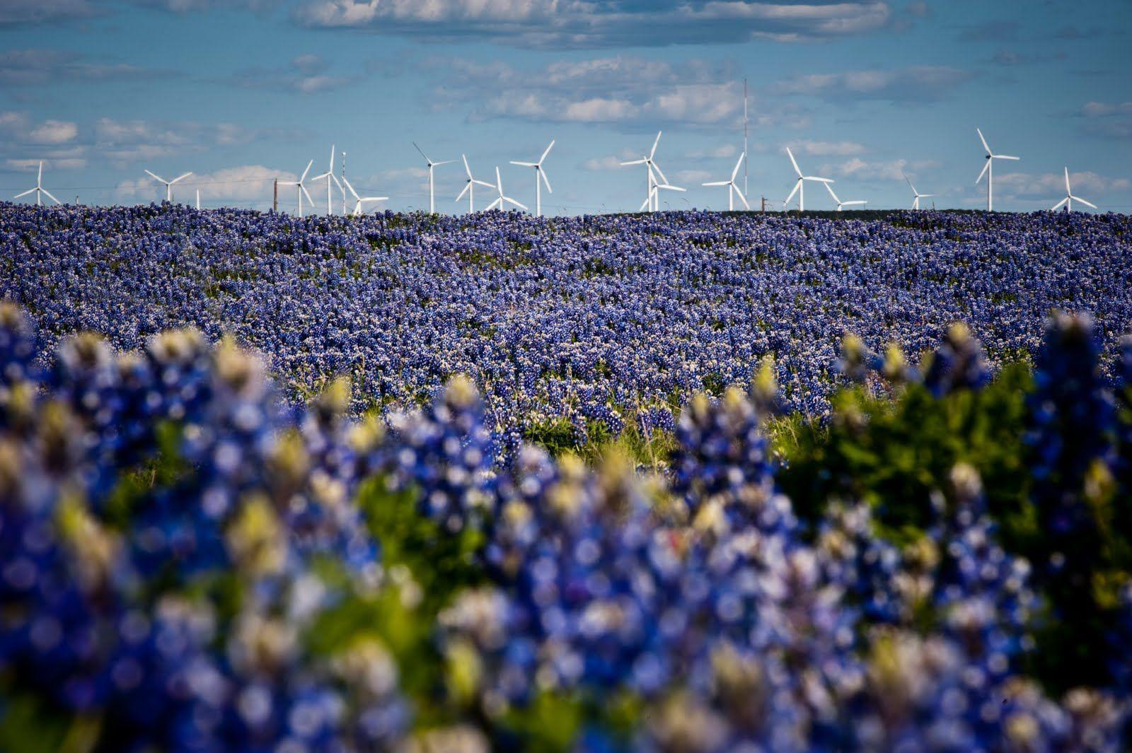 Bluebonnet Wallpapers - Wallpaper Cave