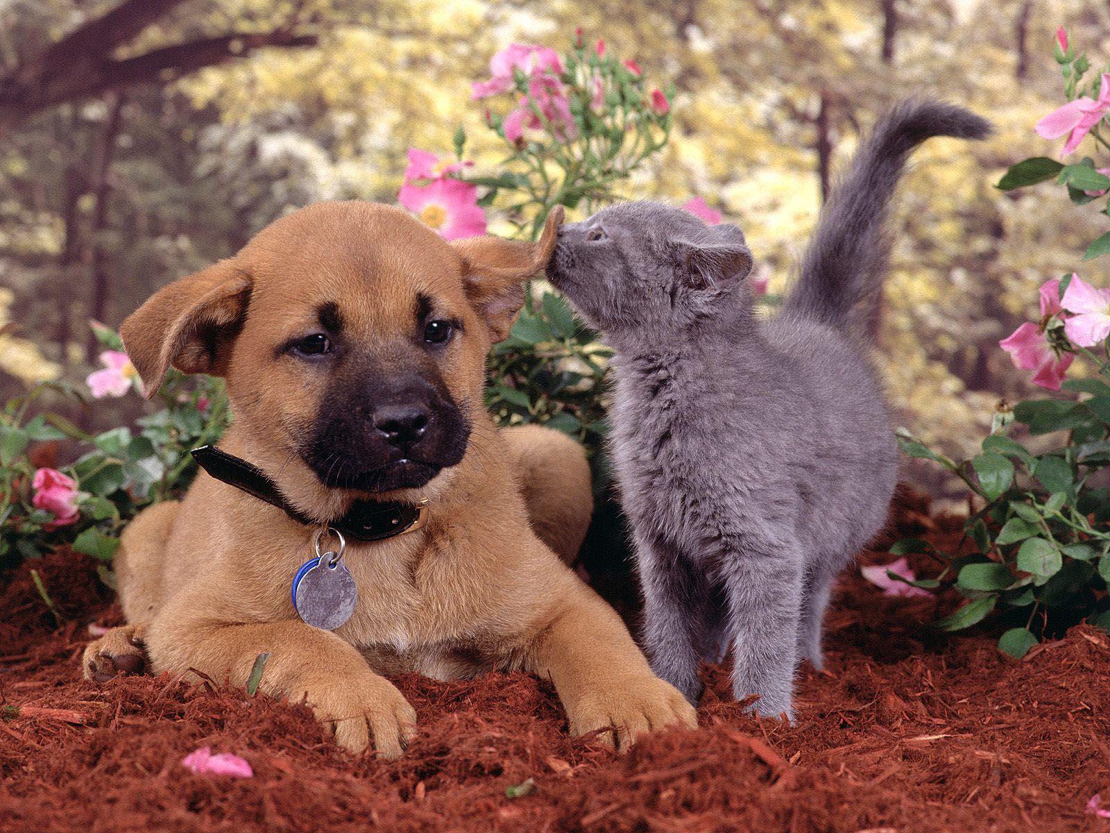 Wallpaper For > Cute Cats And Dogs Wallpaper