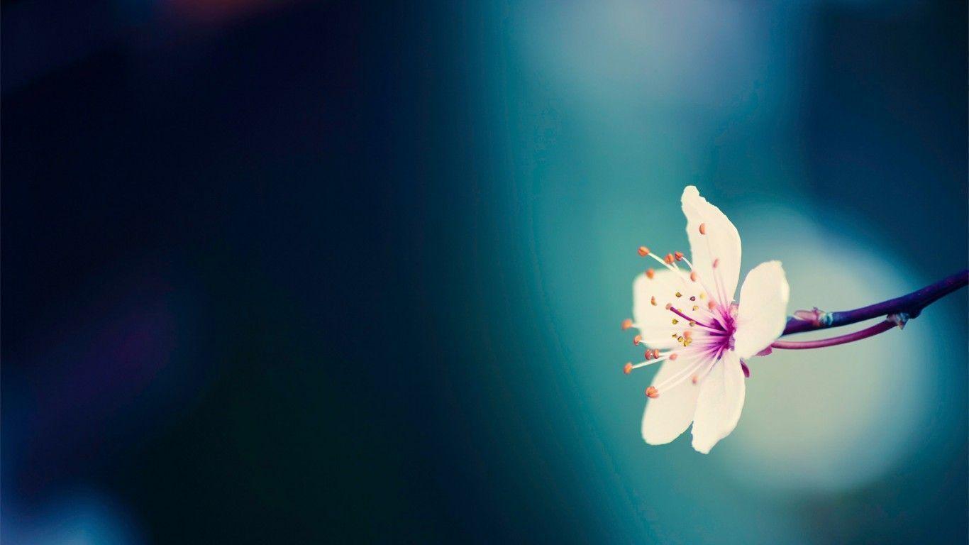 Pretty Flower HD Desktop Wallpaper