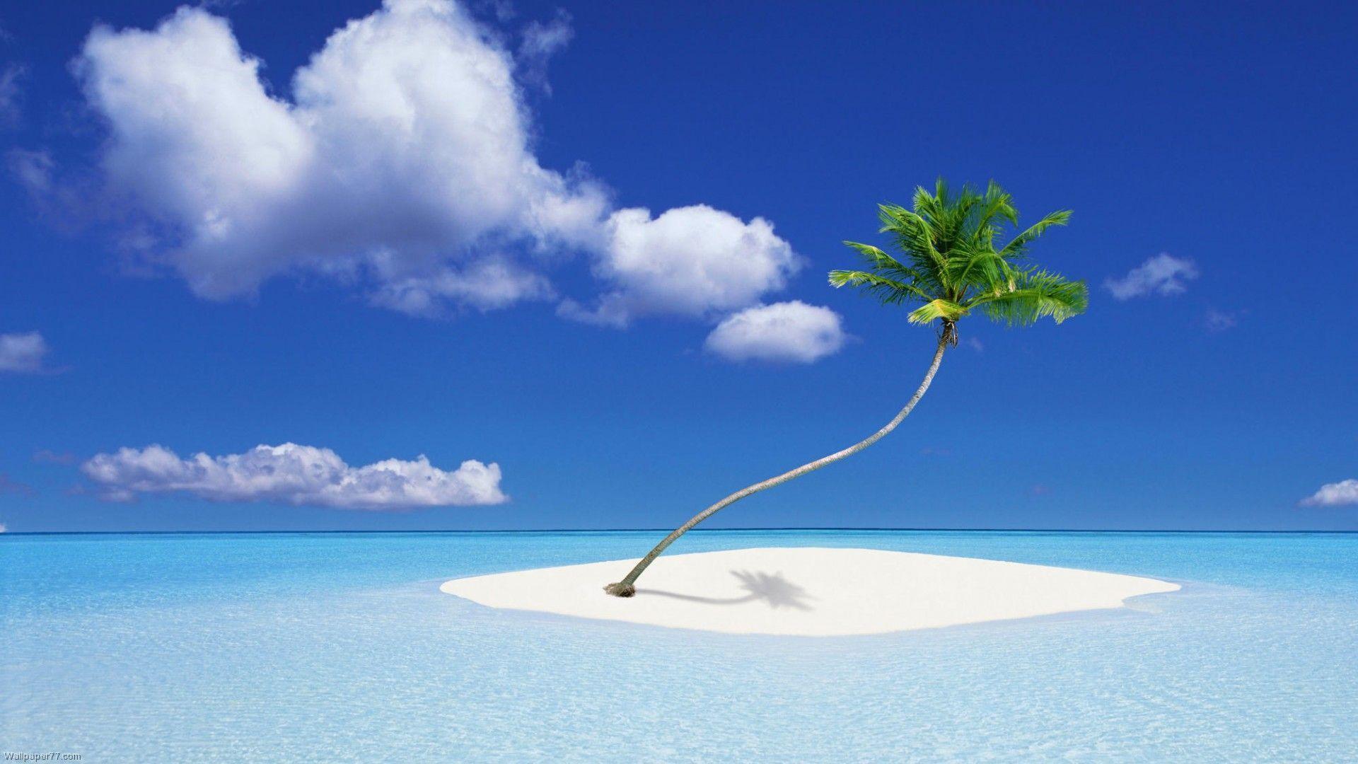 Lonely Palm Landscape Beach Wallpaper 1920x1080 px Free Download