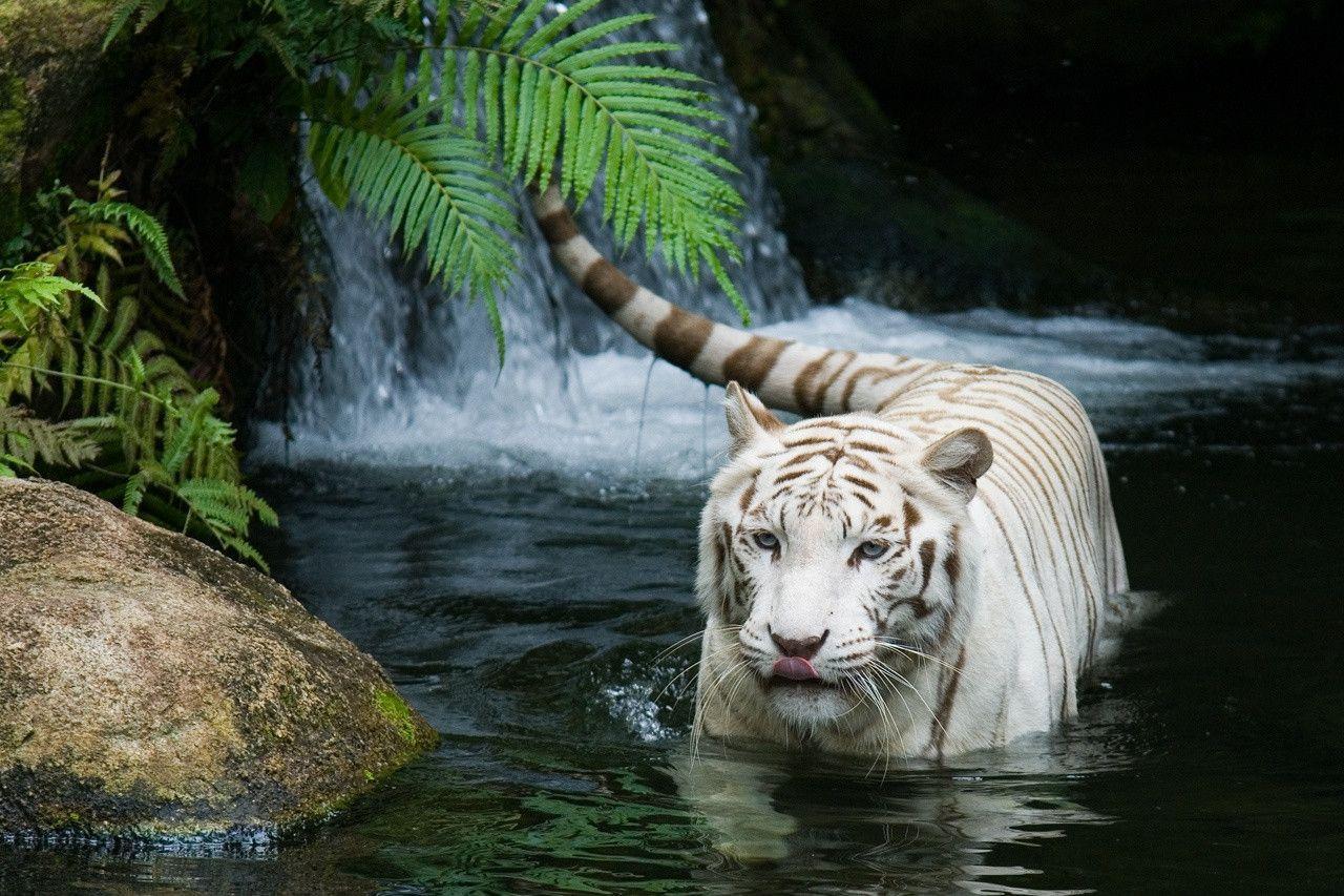 White Tiger in the Water Free and Wallpaper