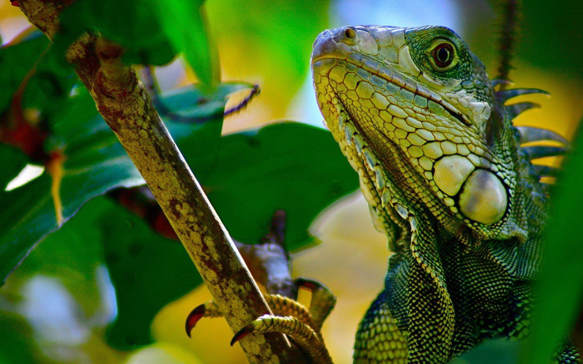Reptiles Desktop Wallpaper. Reptiles HD Image