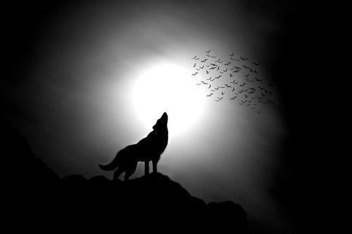 Wolf Silhouette Howling At Moon Image & Picture