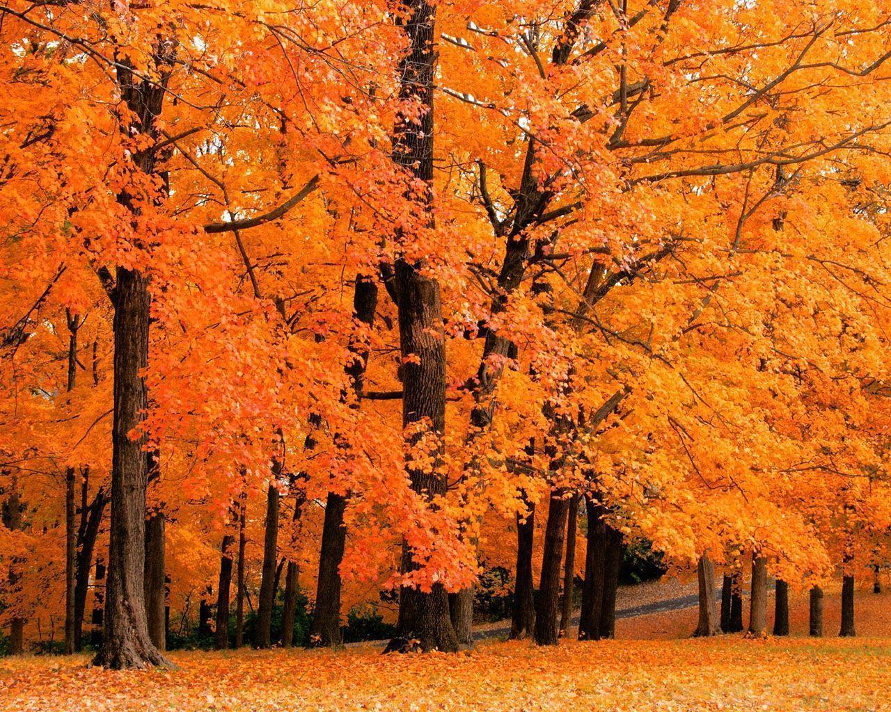 Autumn Trees Photography