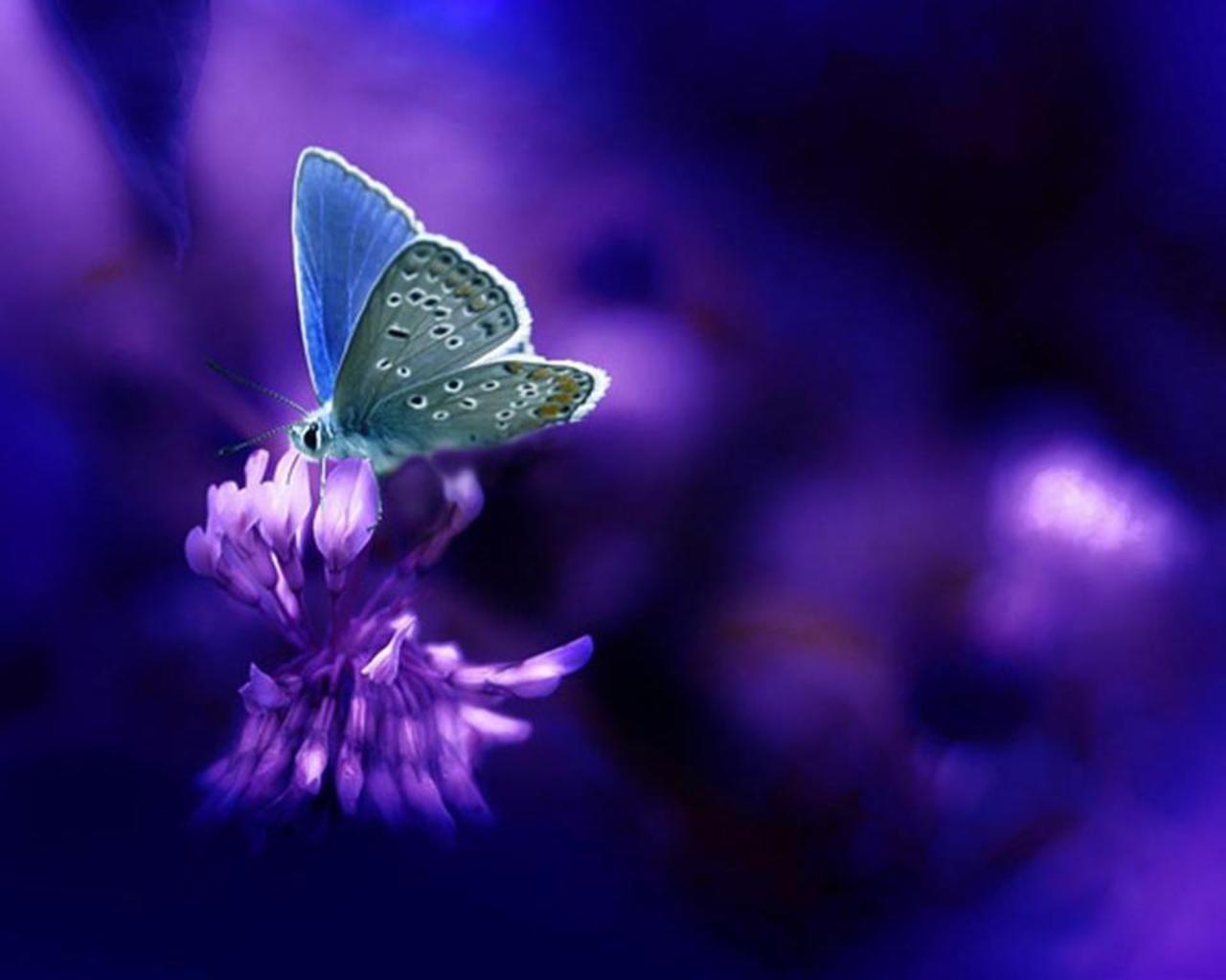 Purple Butterfly Widescreen Desktop Wallpaper