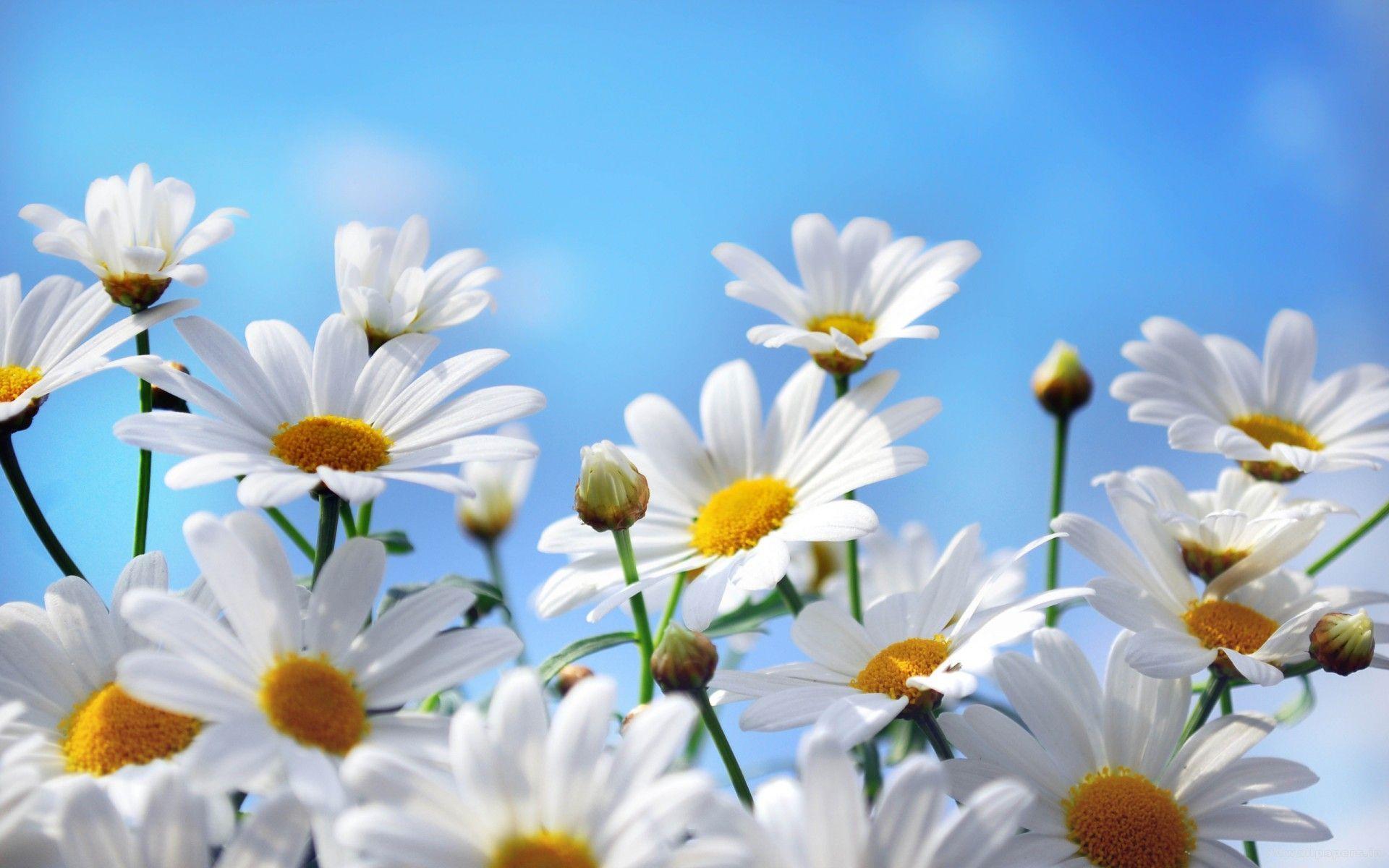 Wallpaper For > White Daisies Background