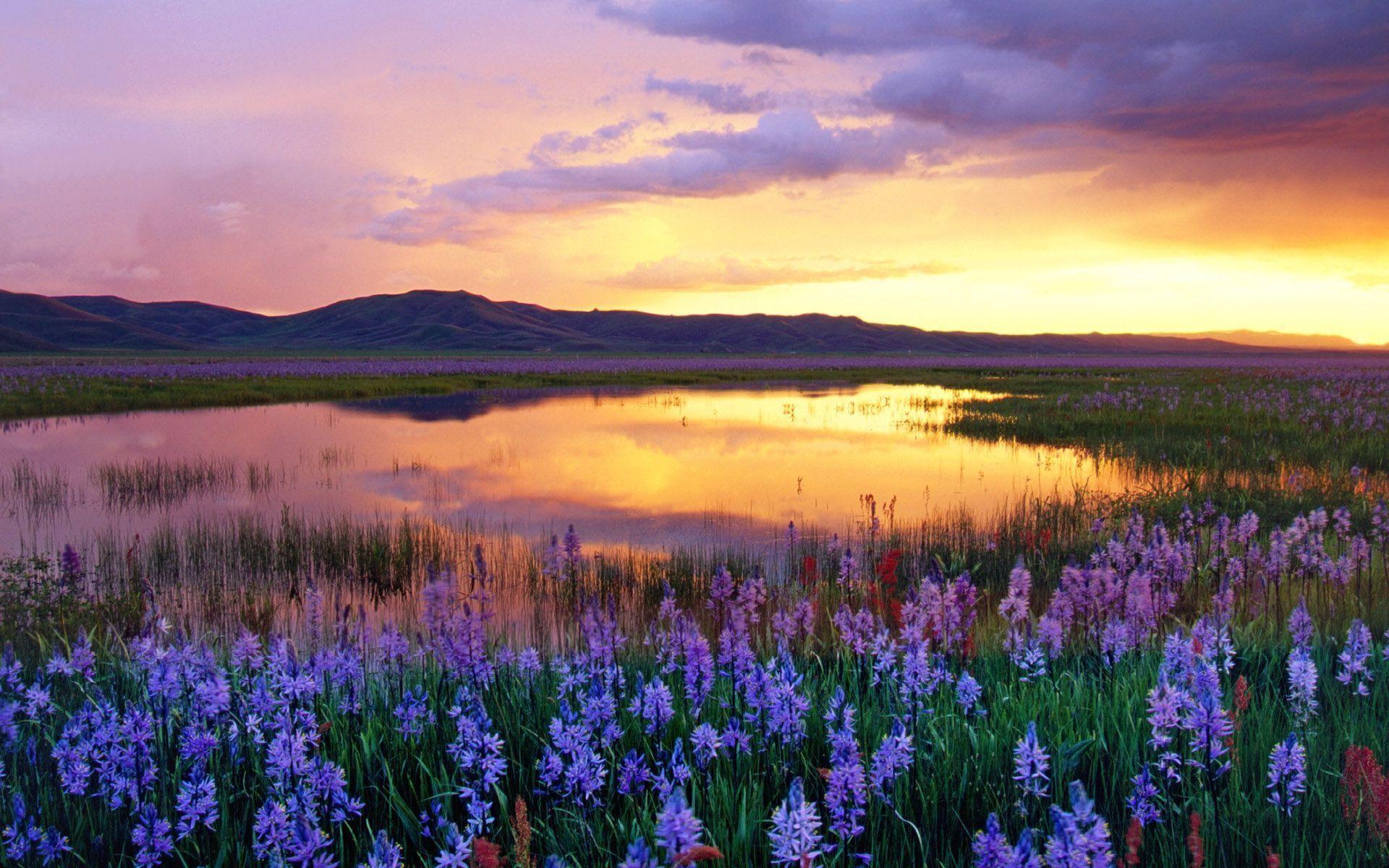 Flowers Field Sunset Wallpaper and Photo (High Resolution Download)