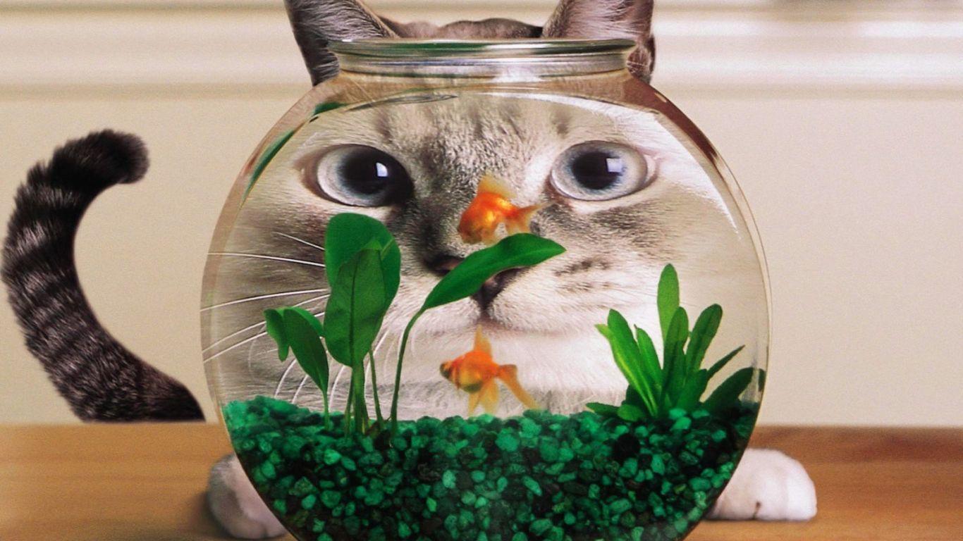 image For > Funny Cat Desktop Wallpaper