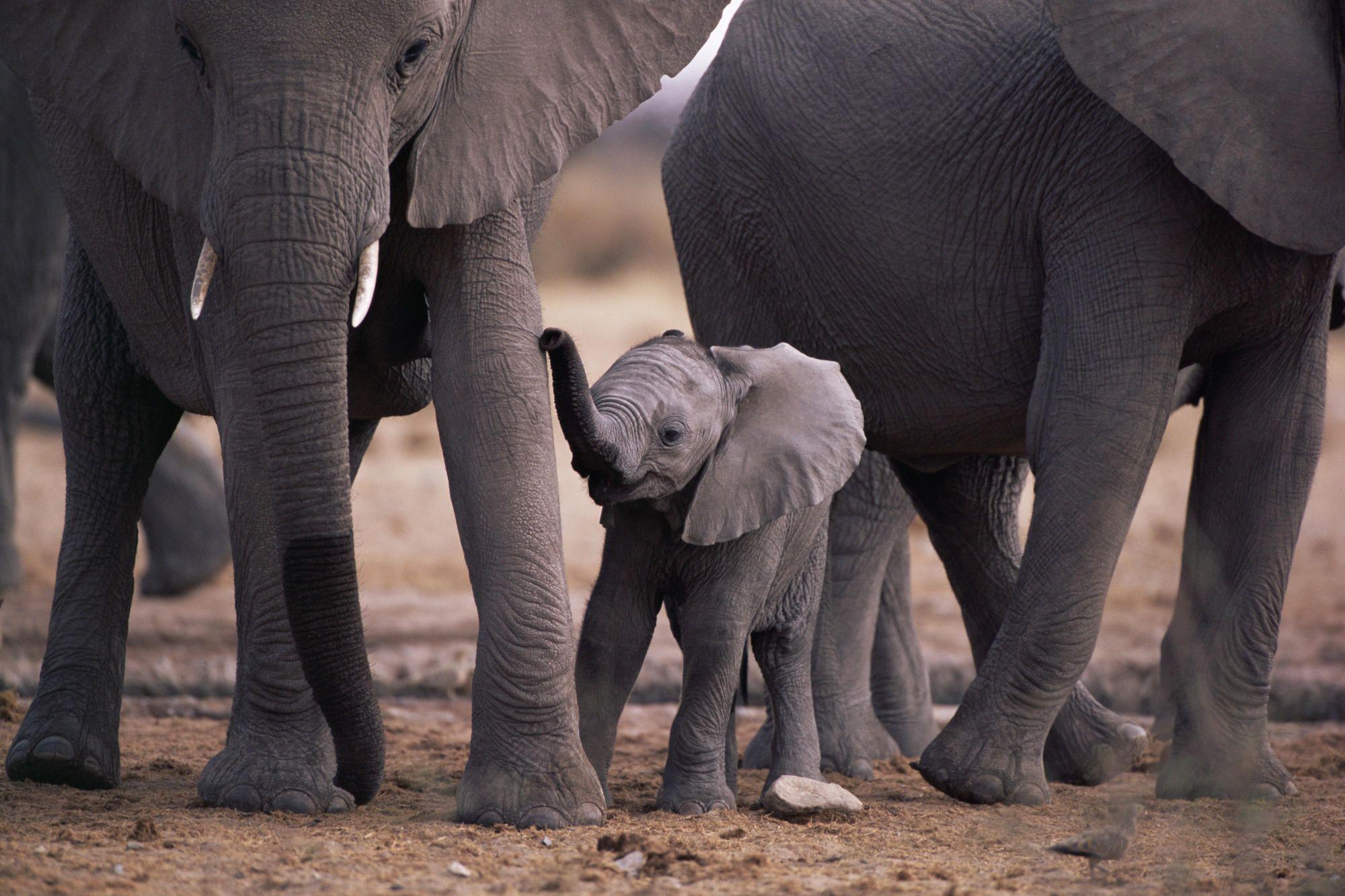 Wallpaper For > African Elephant Baby Wallpaper