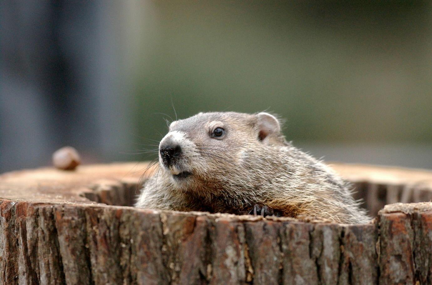 Pix For > Happy Groundhog Day Wallpaper