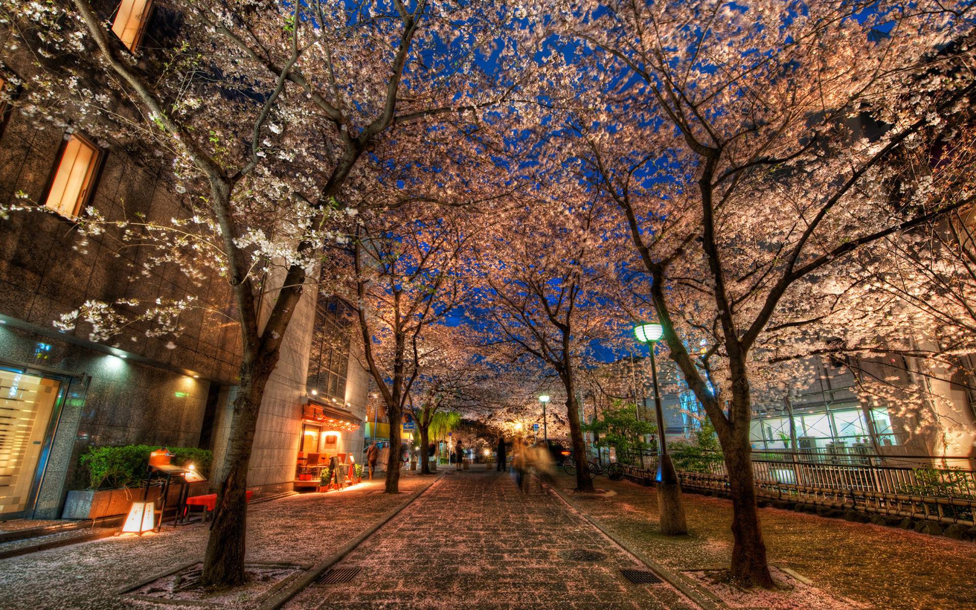 A Silent Evening in Kyoto Under the Cherry Blossoms widescreen