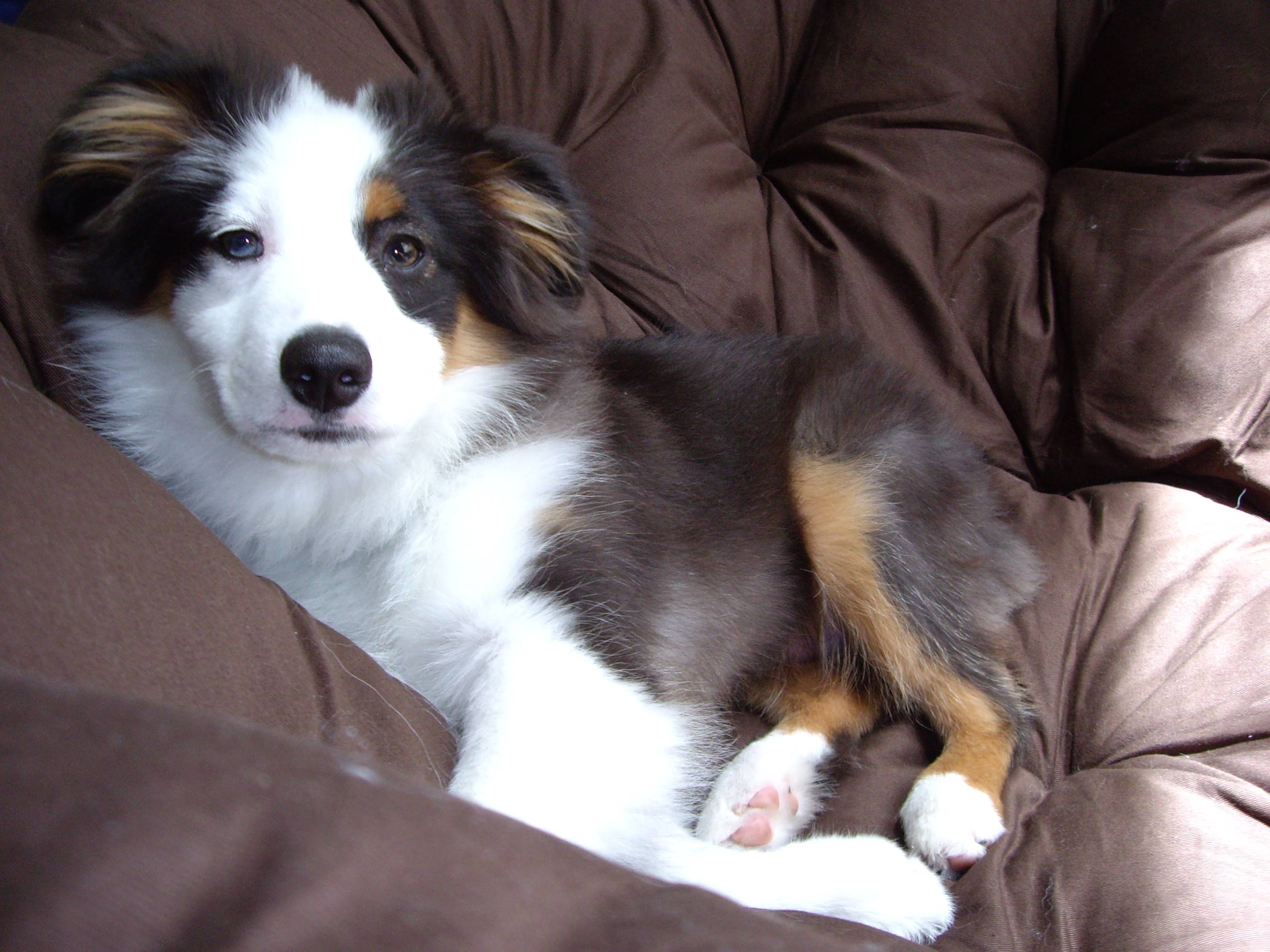 Australian Shepherd Wallpapers - Wallpaper Cave