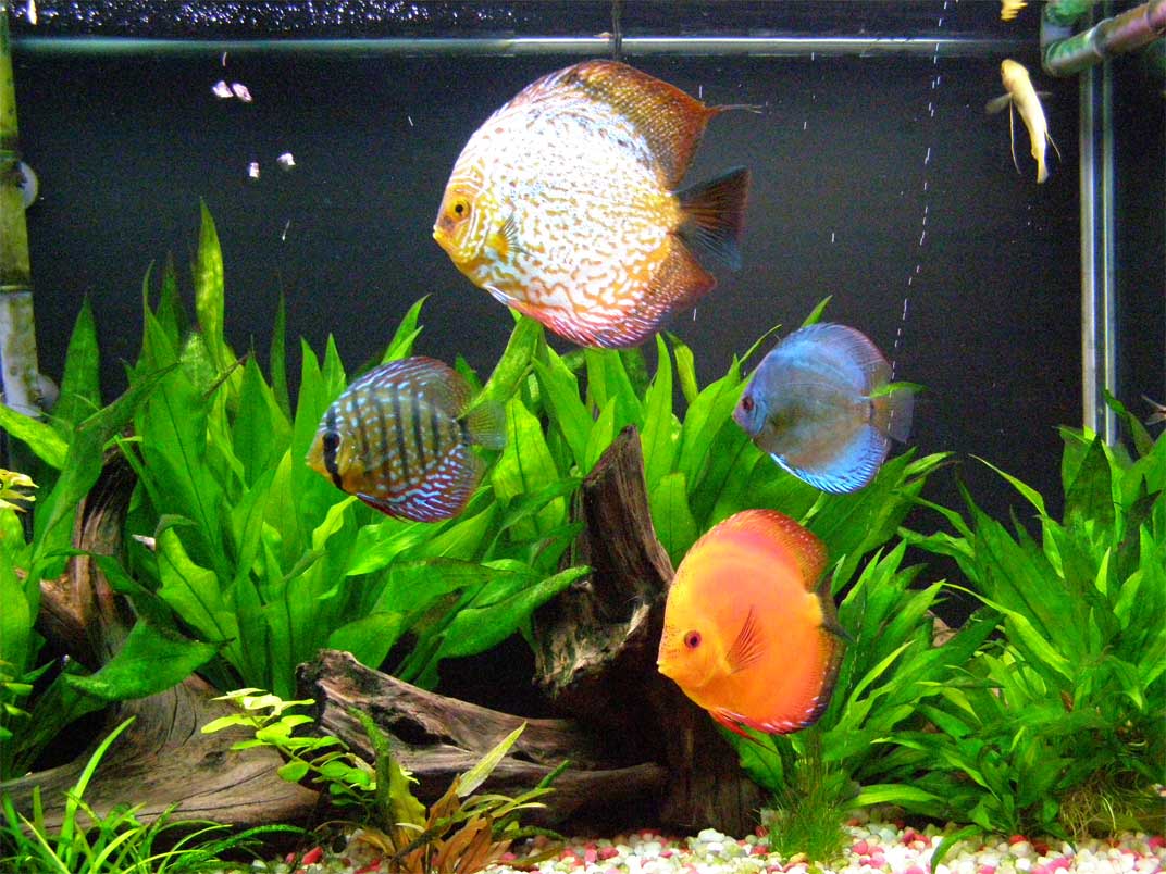 Free wallpaper Discus fish in tank