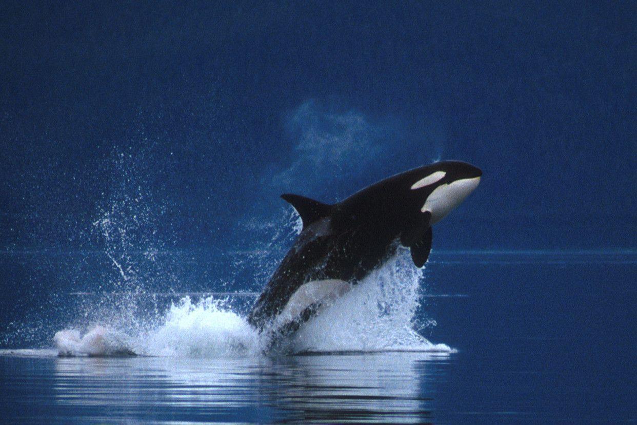 Black Jump Killer Whale (2770). Animal Wallpaper Osteotx.com