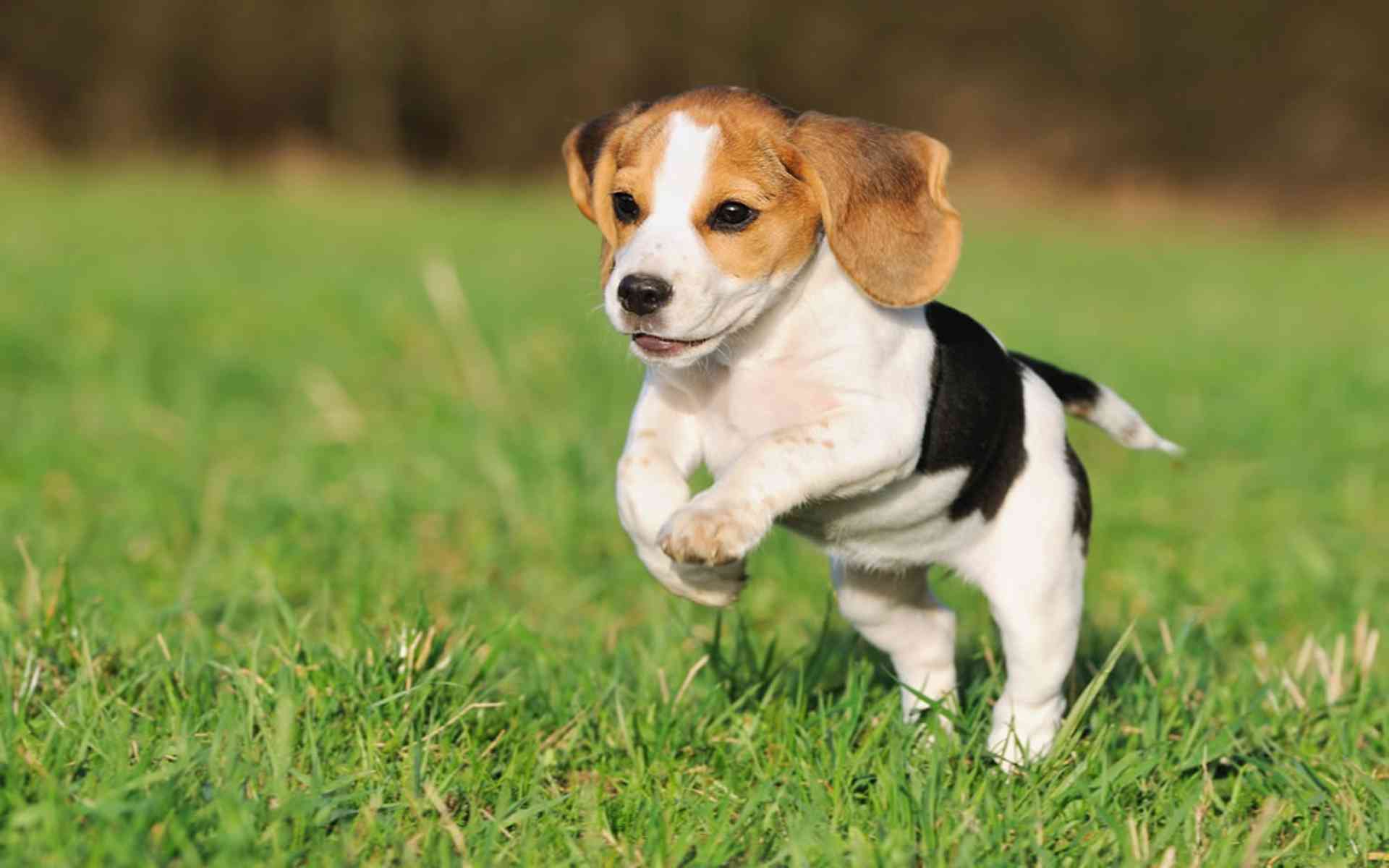 Beagle Puppy Wallpapers - Wallpaper Cave