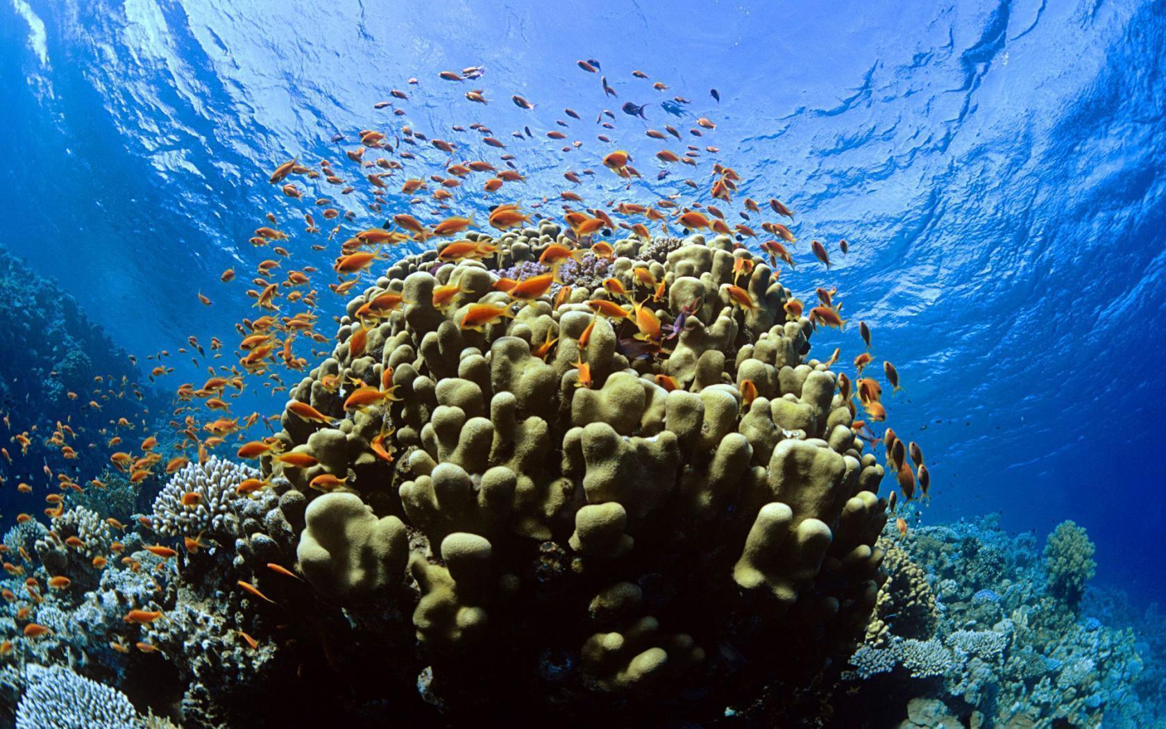 image For > Coral Reef Background