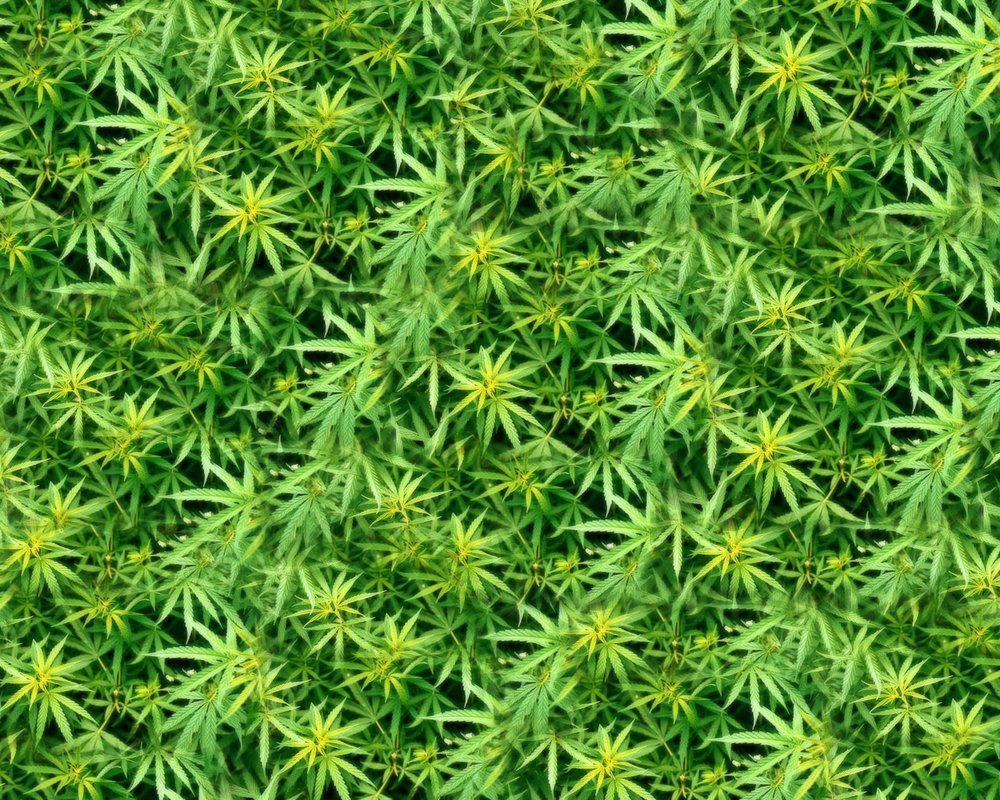 Pin Desktop Green Marijuana Wallpaper Background Wallpaper