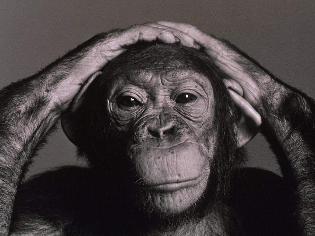 The Image of Animals Monochrome Chimpanzee Fresh HD Wallpaper