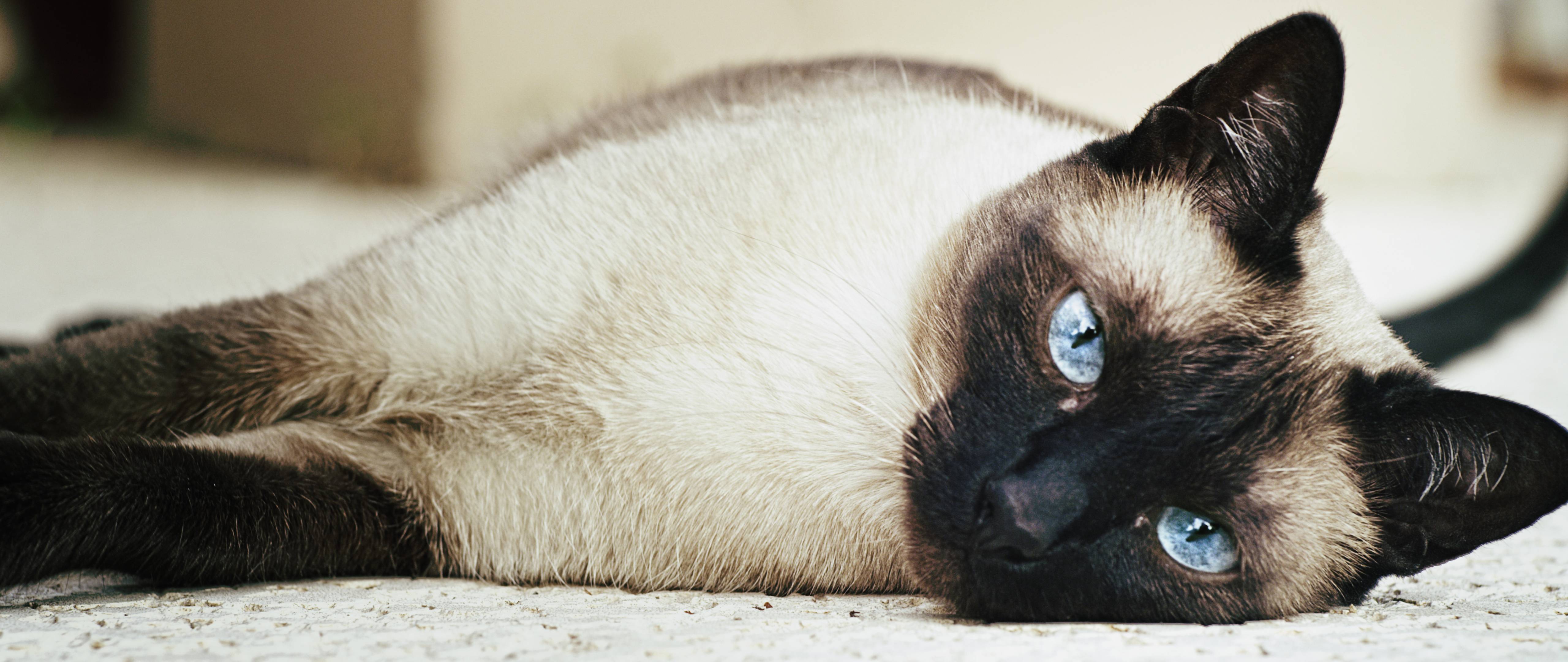 Siamese cat sprawled on the floor wallpaper and image