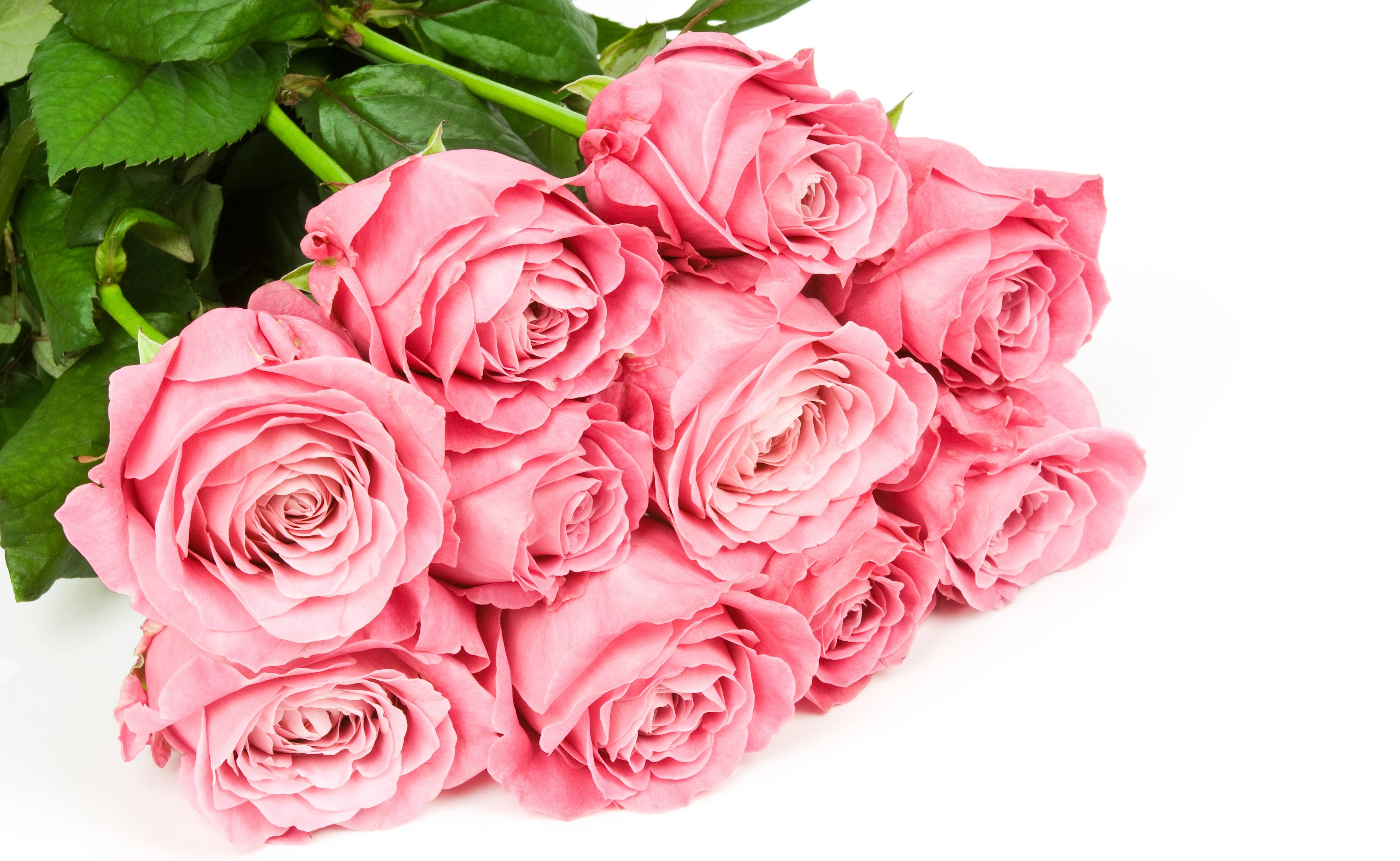 Wallpaper rose, pink, flower, flowers, white background wallpaper