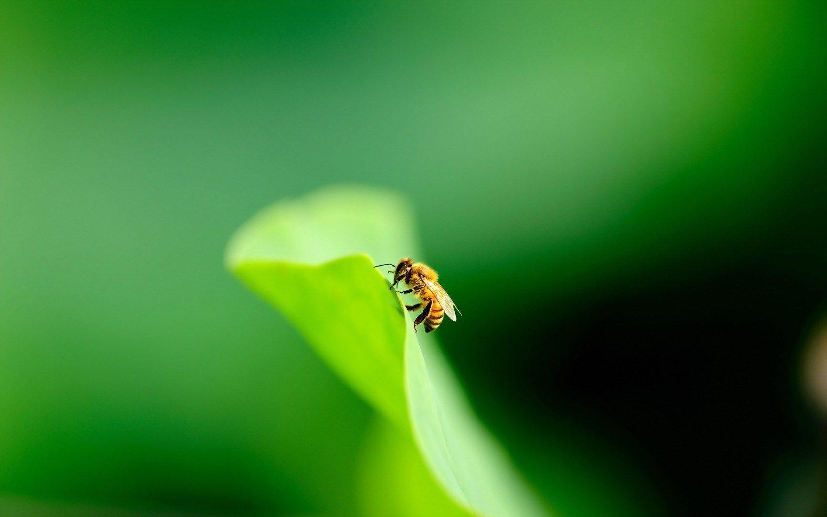 Bee Leaf Green HD Wallpaper