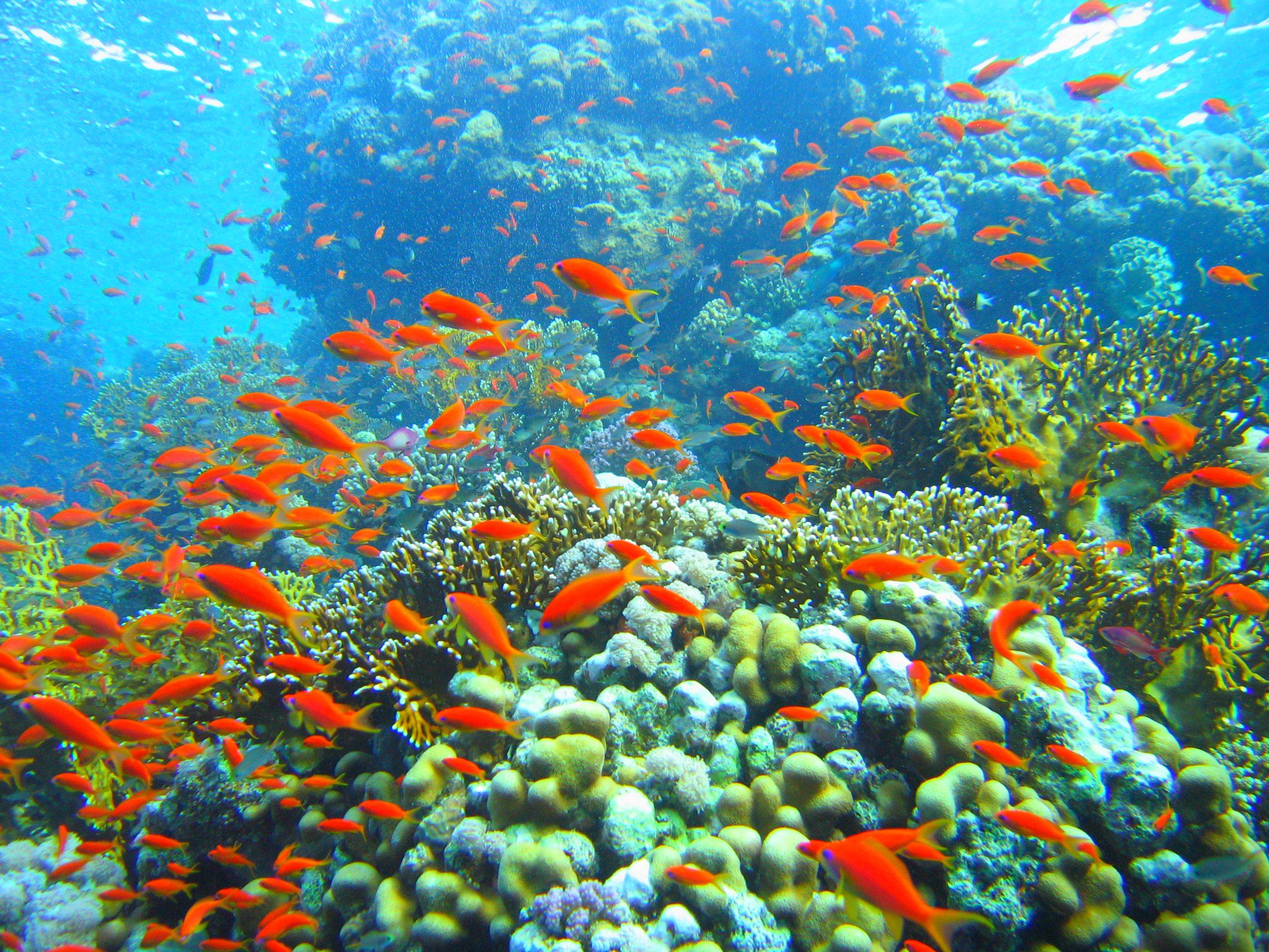 Coral Reef Wallpaper HD Wallpaper