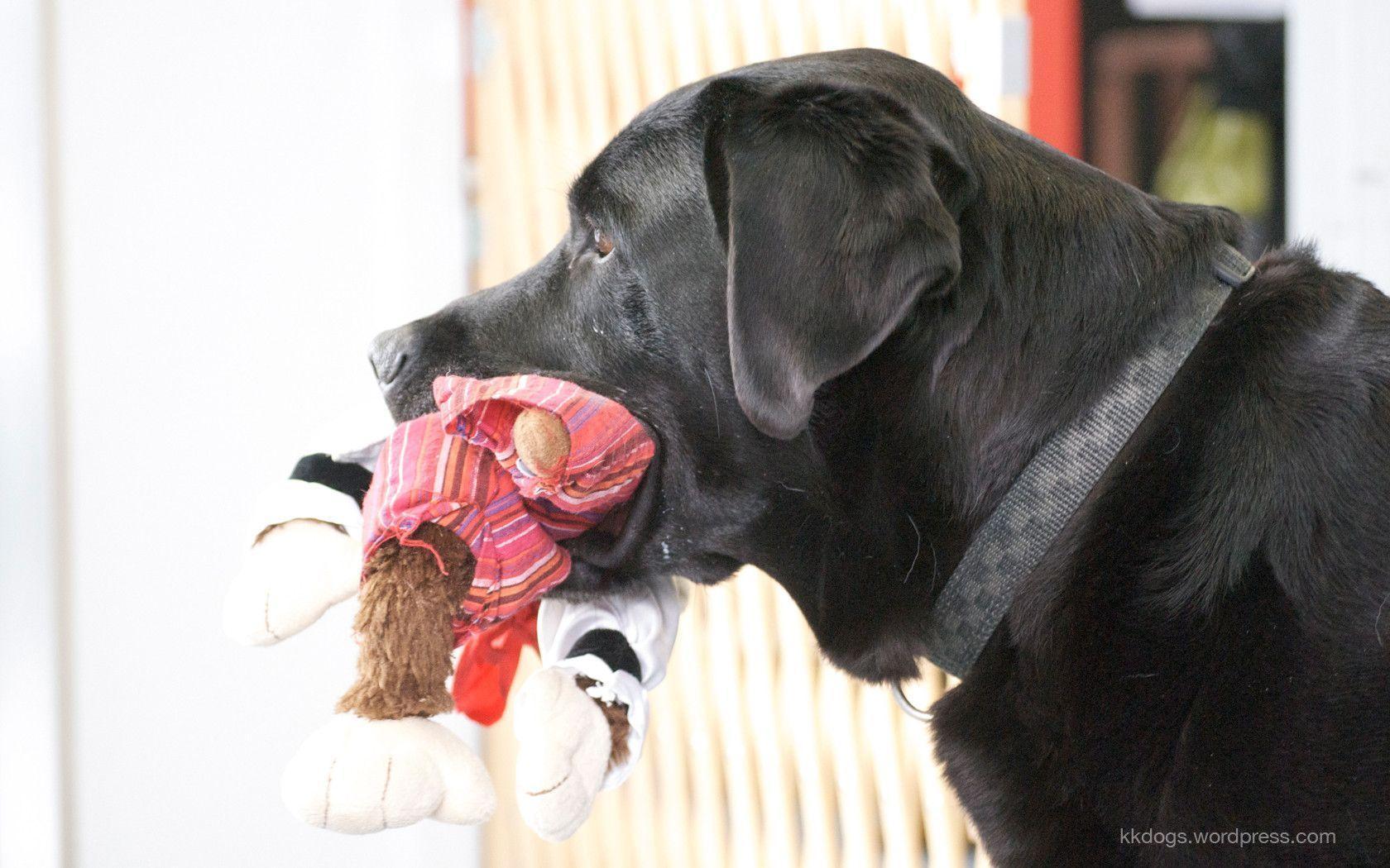The Dog Blog. Rose and Gollum are Labrador retrievers in Halifax