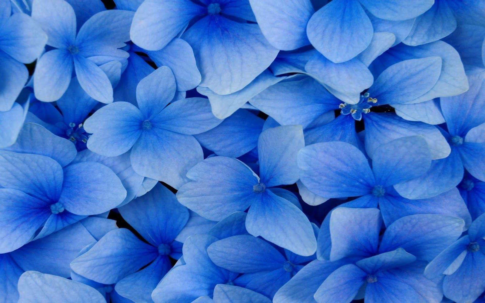 Hd Blue Flowers Background 1 HD Wallpaper