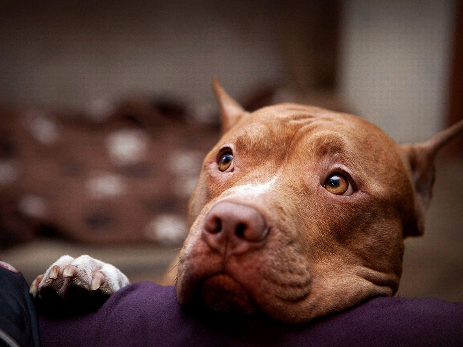 pit bull breeds. HD Wallpaper and Download Free Wallpaper