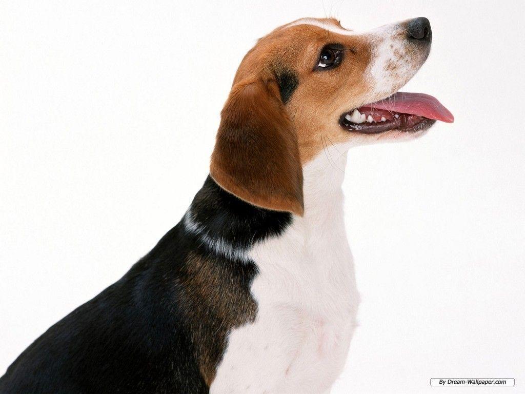 Beagle Wallpaper