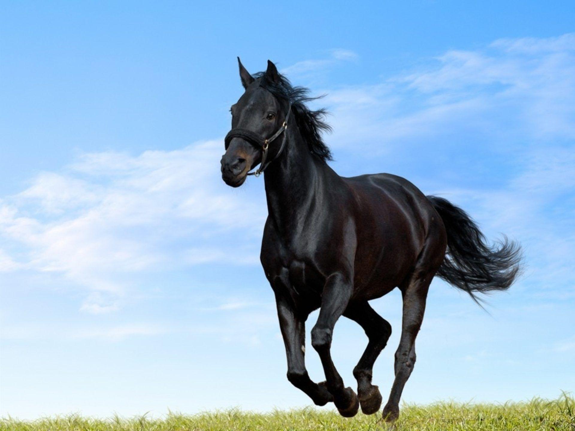 Beautiful Arabian Horse HD Wallpaper for Desktop