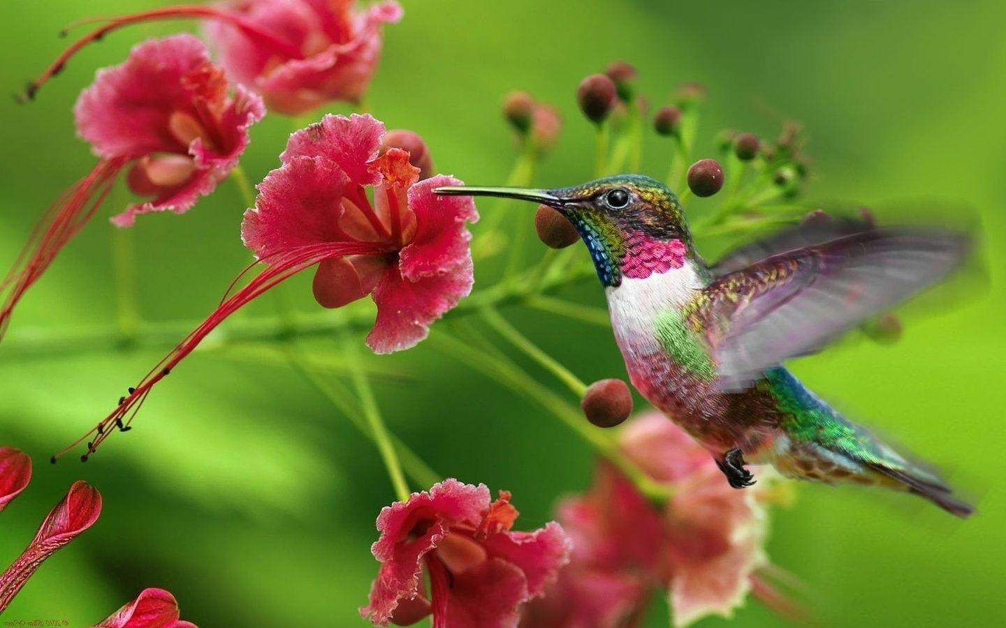 Wallpaper Hummingbirds, Exotic Flowers, Animals, Large 1440x900