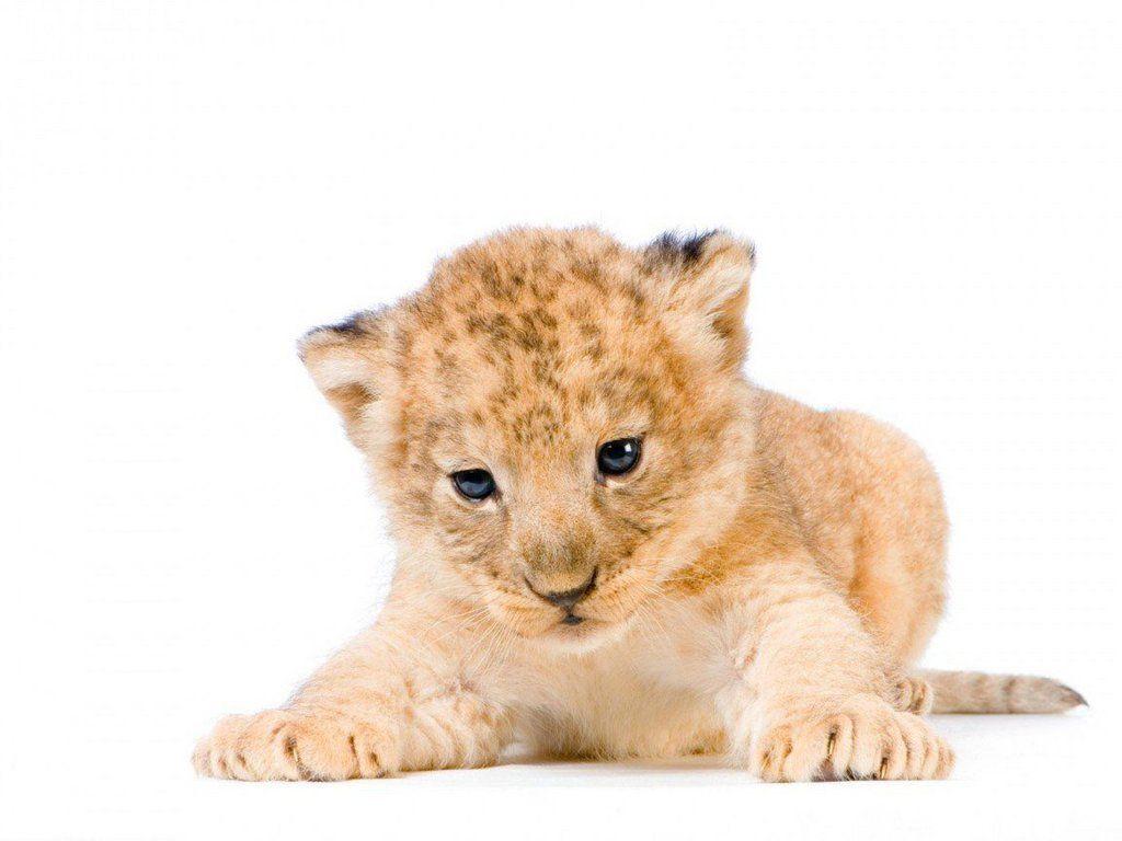Lion Cubs Cute Image & Picture
