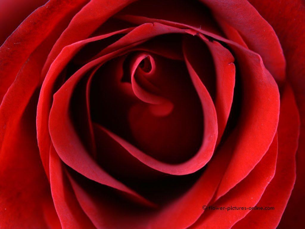 Red Rose Wallpaper.Rose&;s Heart