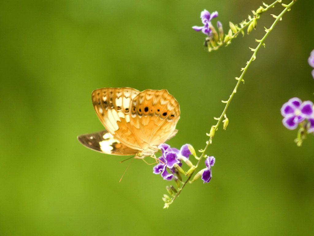 Cute butterfly Wallpaper Wallpaper 3266