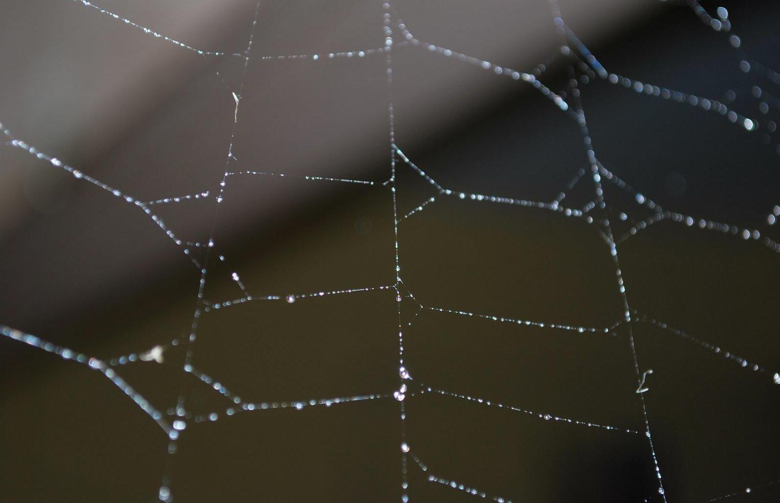 Spider web wallpaper free desktop background wallpaper image
