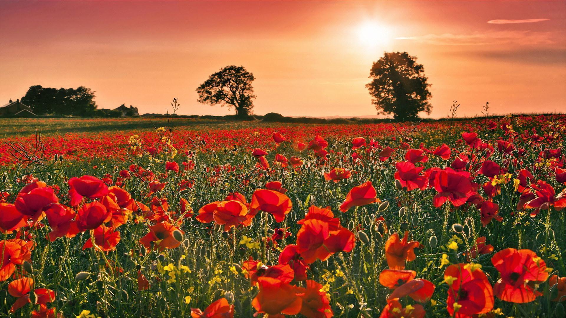 image For > Remembrance Poppies Wallpaper
