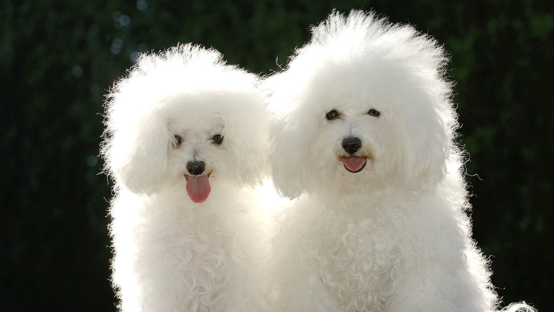image For > Beautiful White Dogs Wallpaper