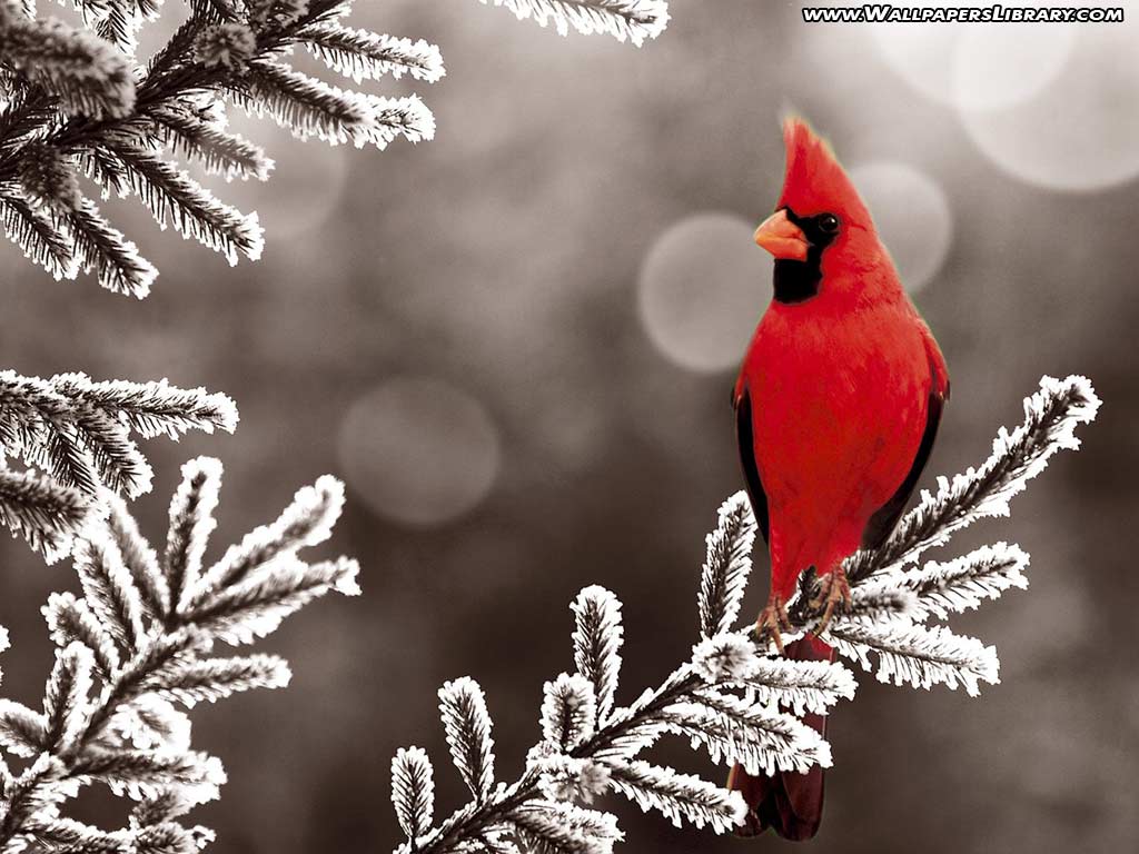 red bird wallpaper / animals background