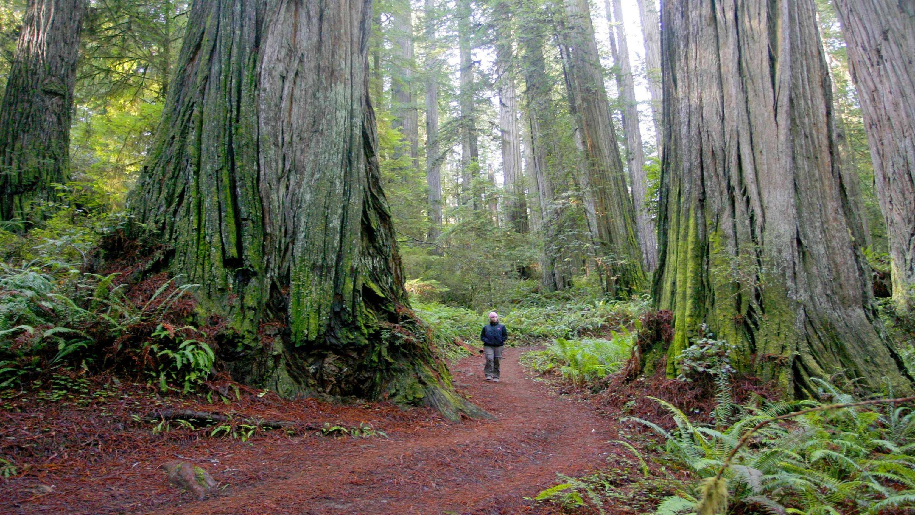 Redwood Forest Montomery State Park Path HD wallpaper #