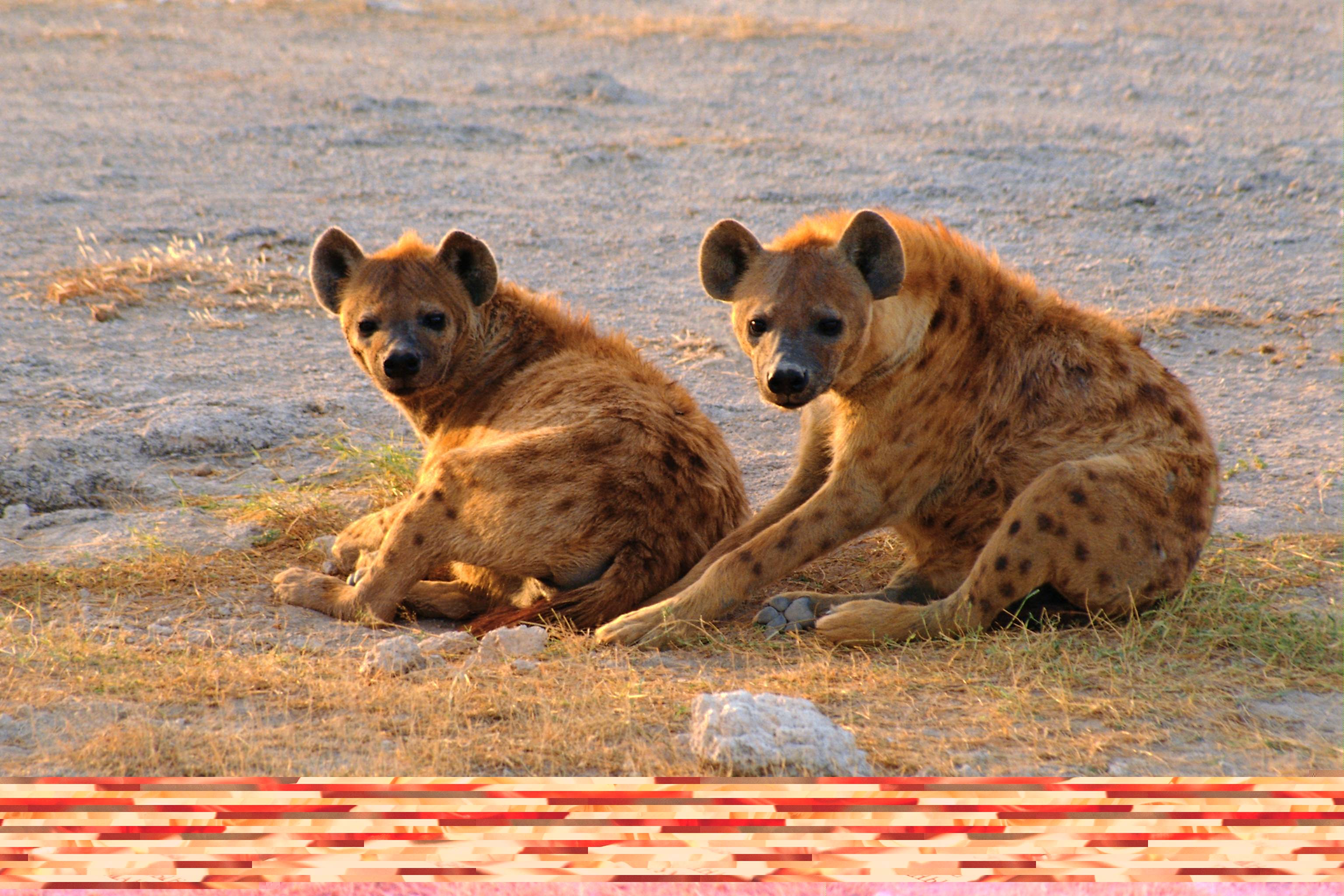 Hyena Wallpapers - Wallpaper Cave