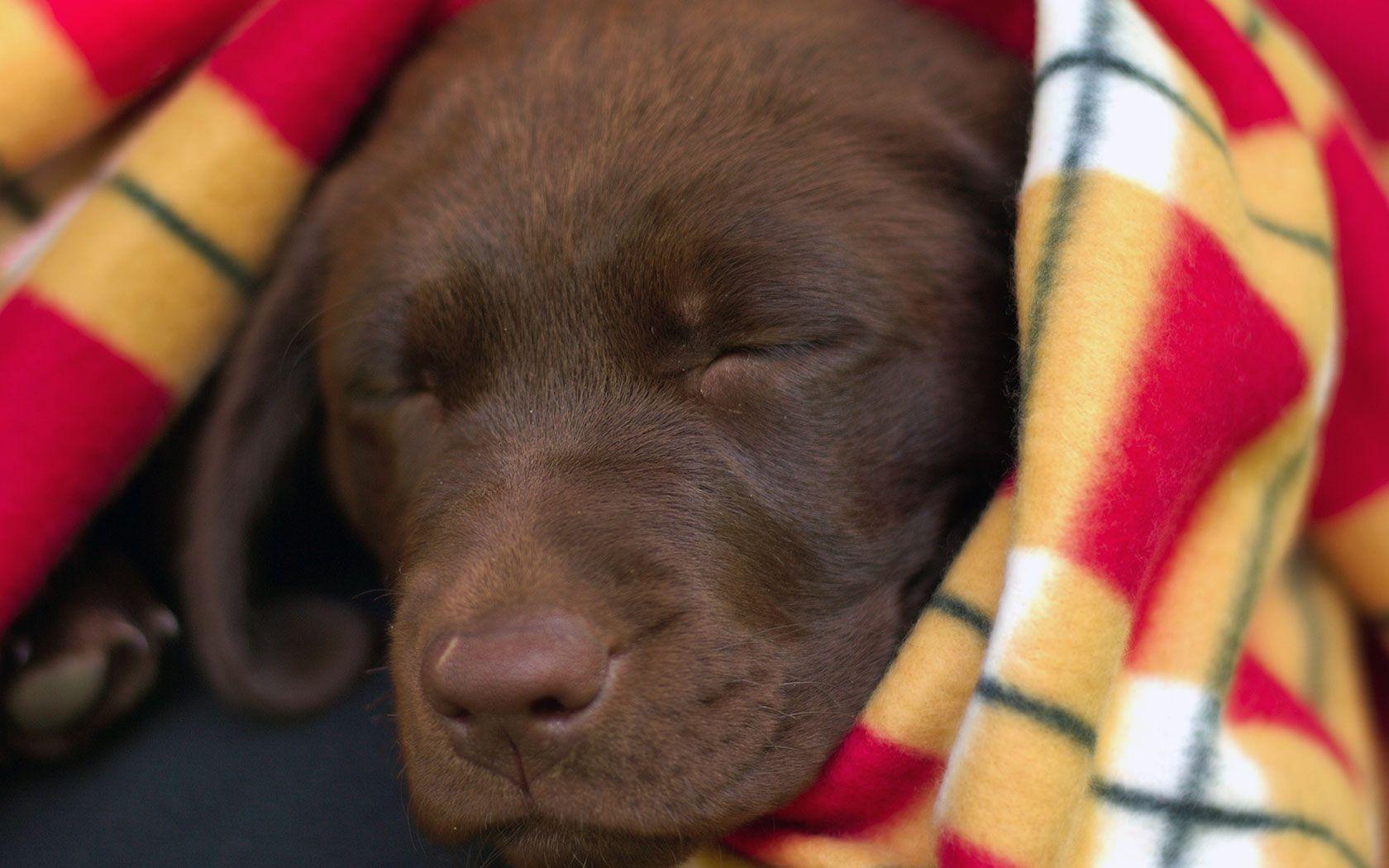 Labrador Retriever Wallpaper Lab Puppy Asleep in Blanket
